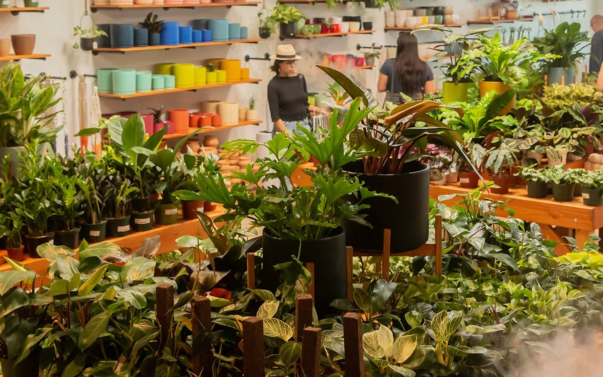 Plantiitas