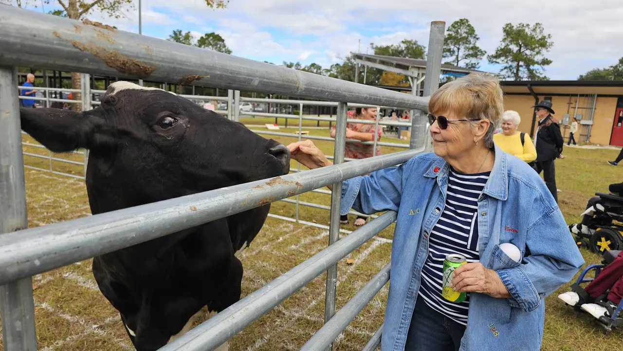 A visitor reaches over a fence to pet a cow at an outdoor Arc of Bradford County event